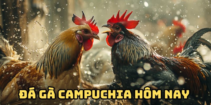 Tuyệt Chiêu Đá Gà Campuchia Hôm Nay Chắc Thắng 100%