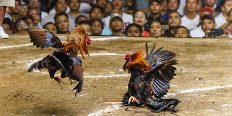 Nghiên cứu kỹ lưỡng về trận đấu và chiến kê tham gia tranh tài 