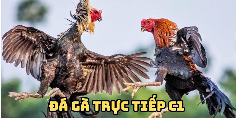 Khám phá hình thức đá gà trực tiếp C1 