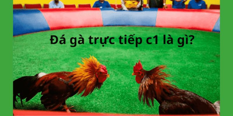 Giới thiệu đá gà C2 trực tiếp